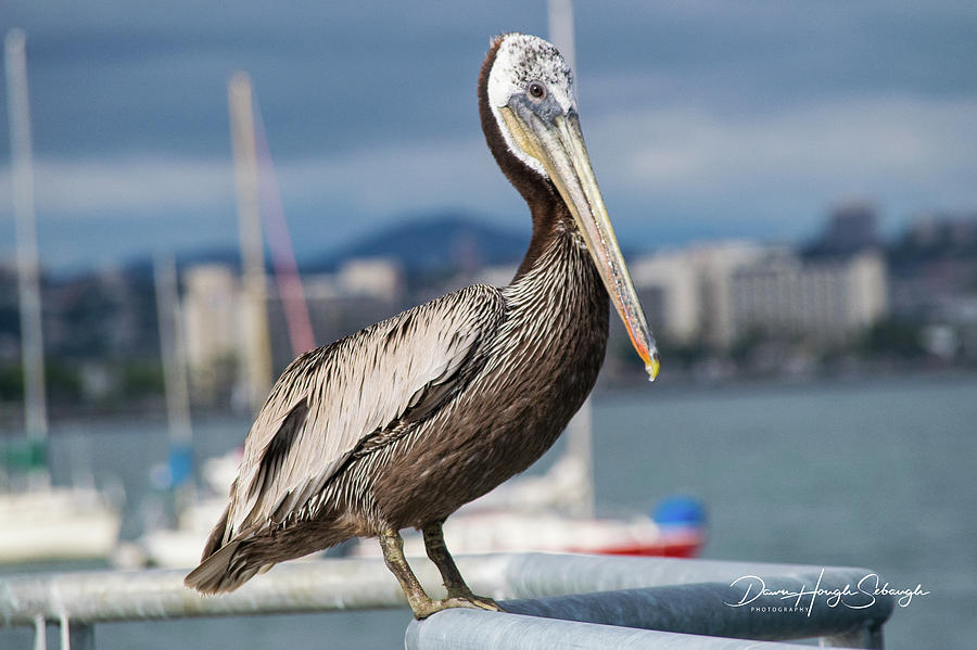 San Diego Brown Pelican Photograph by Dawn Hough Sebaugh