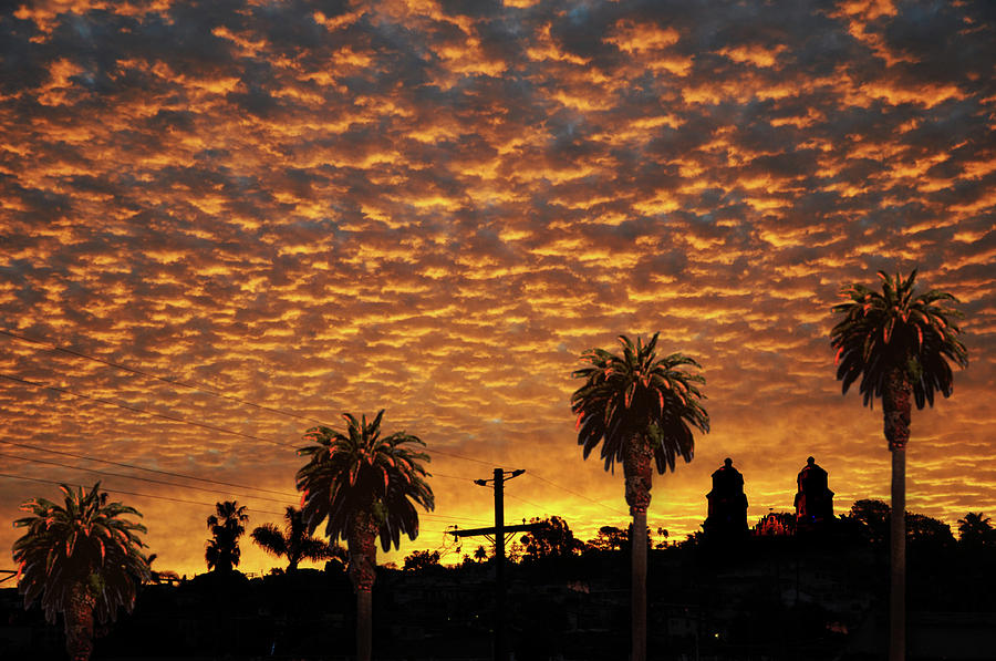 San Diego Sunrise With Palm Trees Photograph by Larry Butterworth