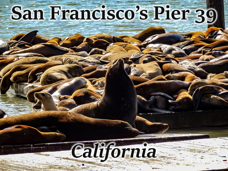 San Francisco Photograph - San Franciscos Pier 39 Walruses 1 by G Matthew Laughton San Francisco Photograph - San Franciscos Pier 39 Walruses 1 by G Matthew Laughton
