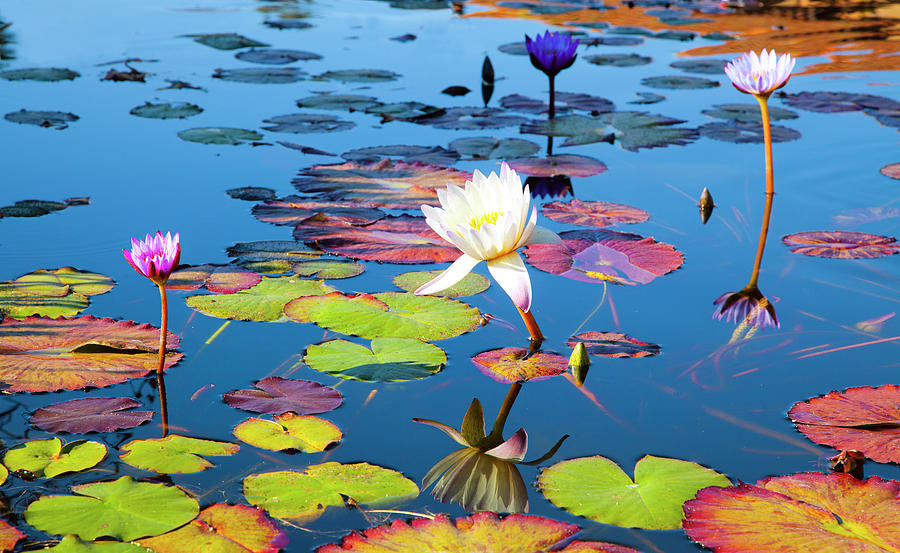 San Juan Capistrano California Mission Fountain Lotus Flowers Photograph by Catherine Walters