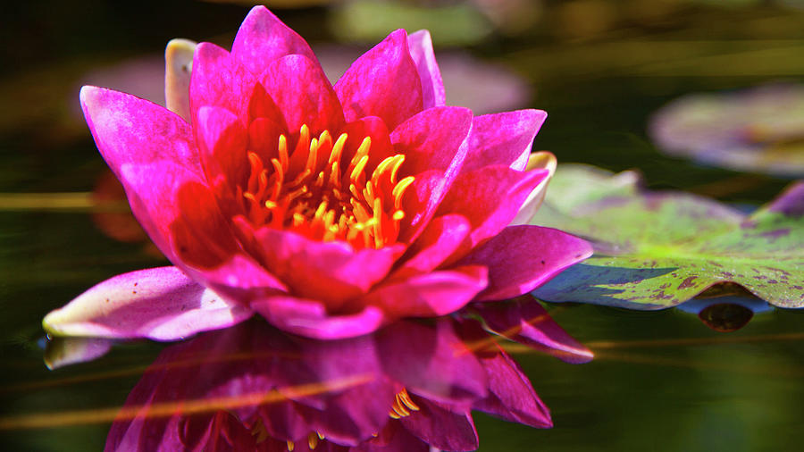 Lotus Flower in Fountain Photograph by Catherine Walters