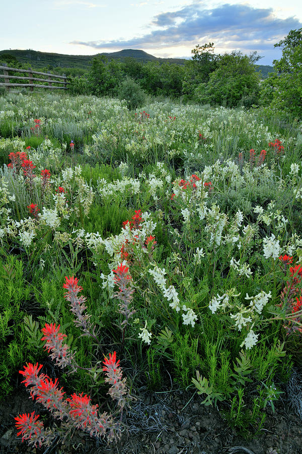 San Juan Parkway Wildflower Garden Photograph by Ray Mathis