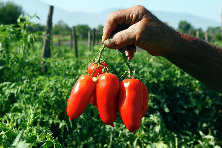 Tomato Digital Art - San Marzano Tomatoes, Italy by Antonio Capone