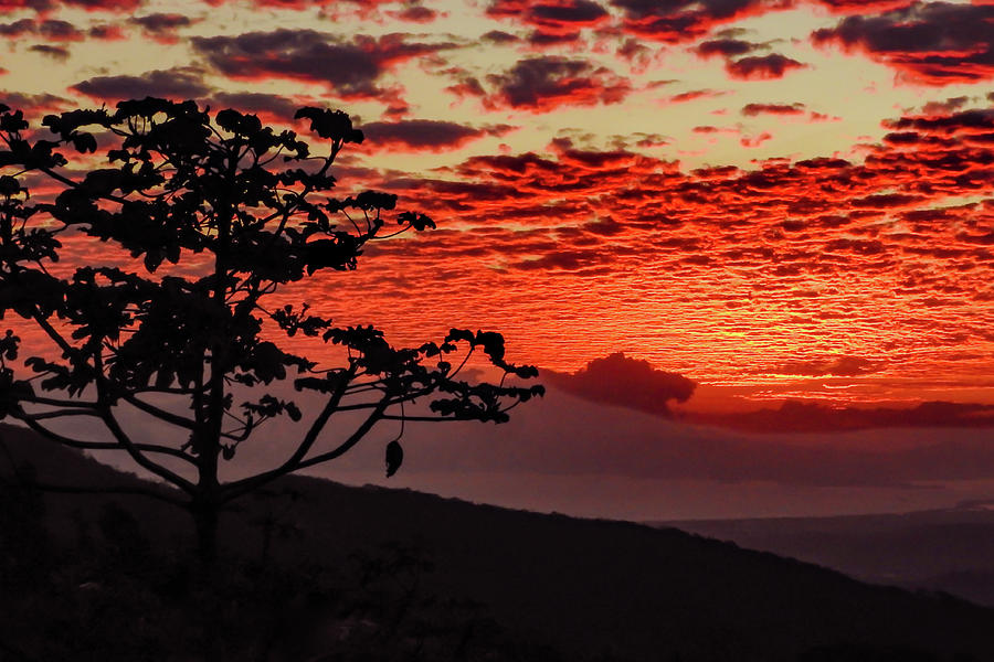 San Ramon Sunset Silhouette Photograph by Norma Brandsberg
