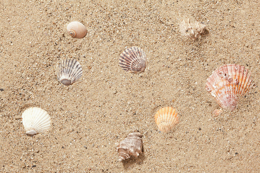 Sand And Sea Shells Photograph by Atiatiati
