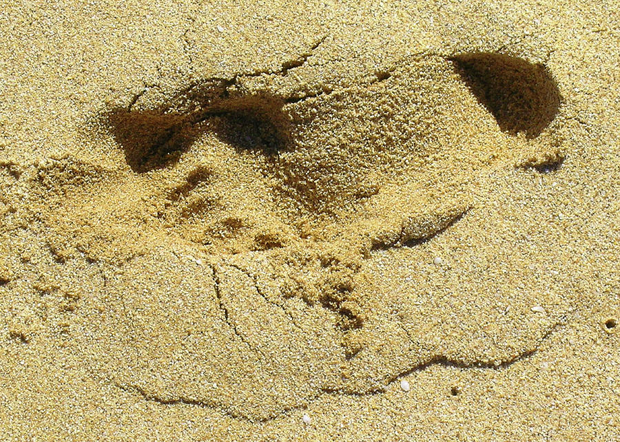 Sand Between Your Toes Photograph by James Temple