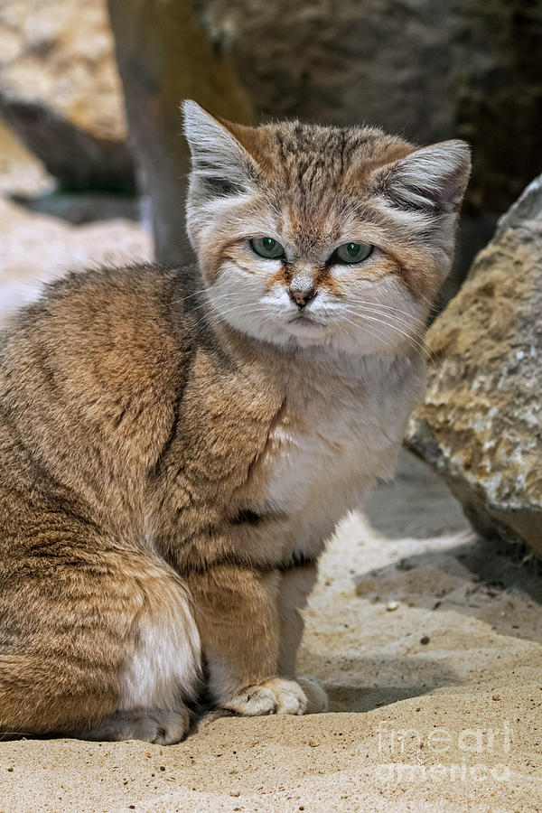 Sand Cat Photograph by Arterra Picture Library