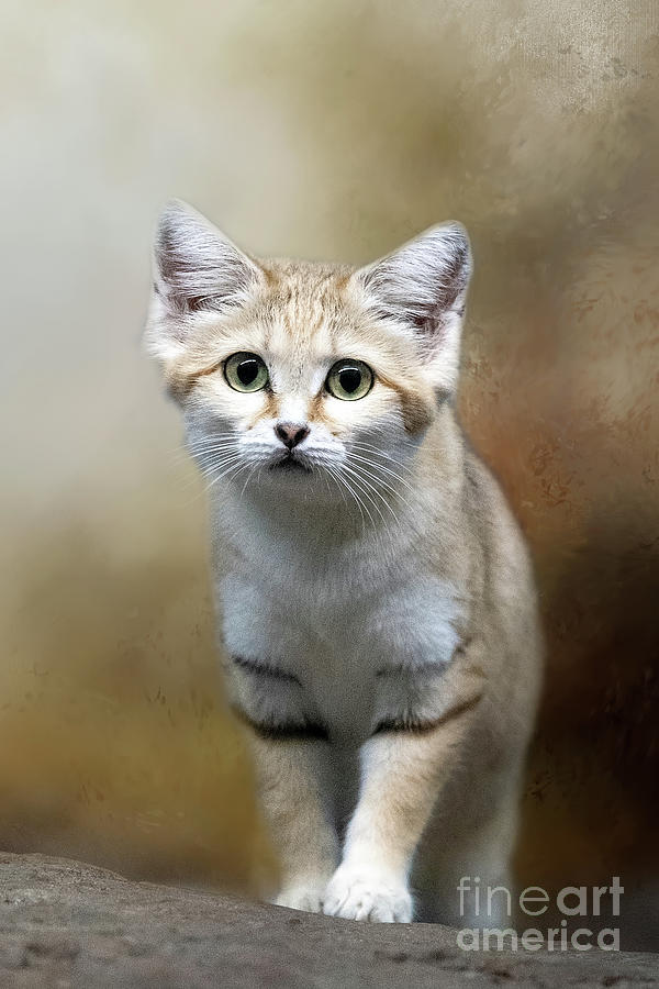 Sand Cat Photograph by Ed Taylor