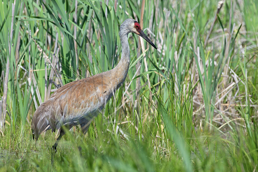 Sand Crane 2 Photograph by Henry R Rozycki - Fine Art America