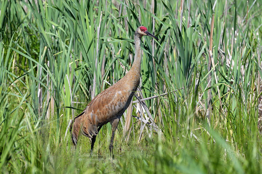 Sand Crane Photograph by Henry R Rozycki | Fine Art America