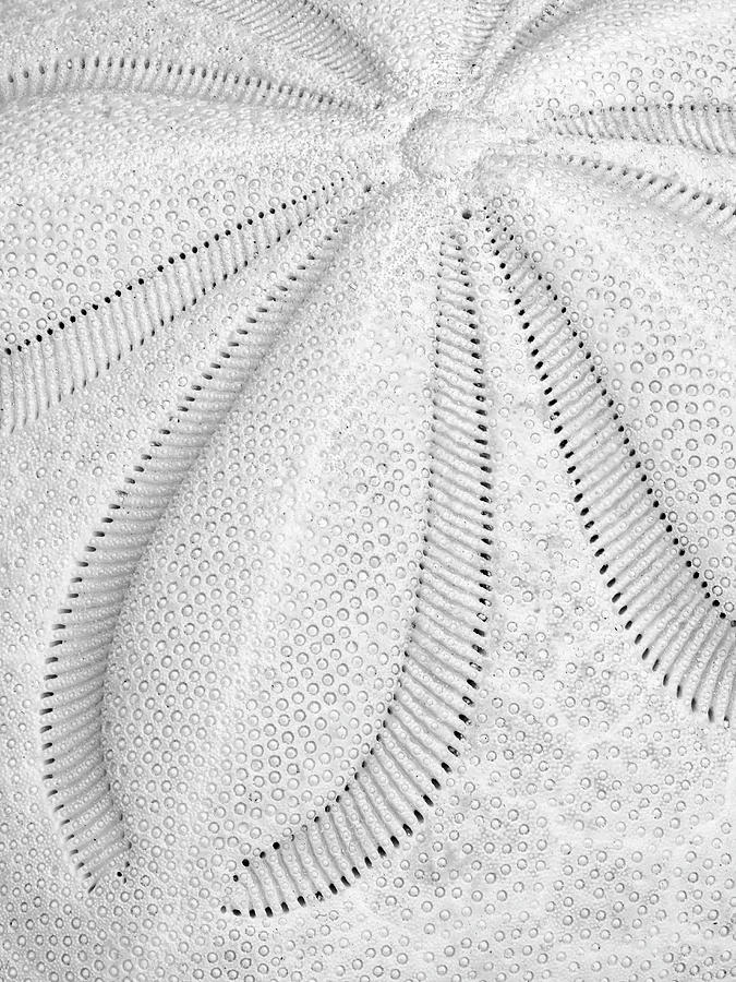 Sea Biscuit Detail - Black and White Photograph by Bill Chambers