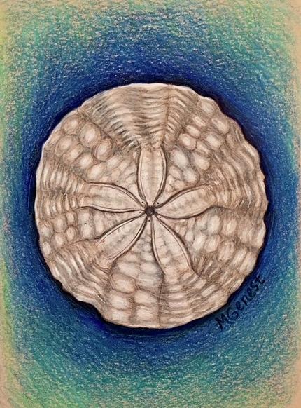 Sand Dollar Drawing by Marguerite Genest