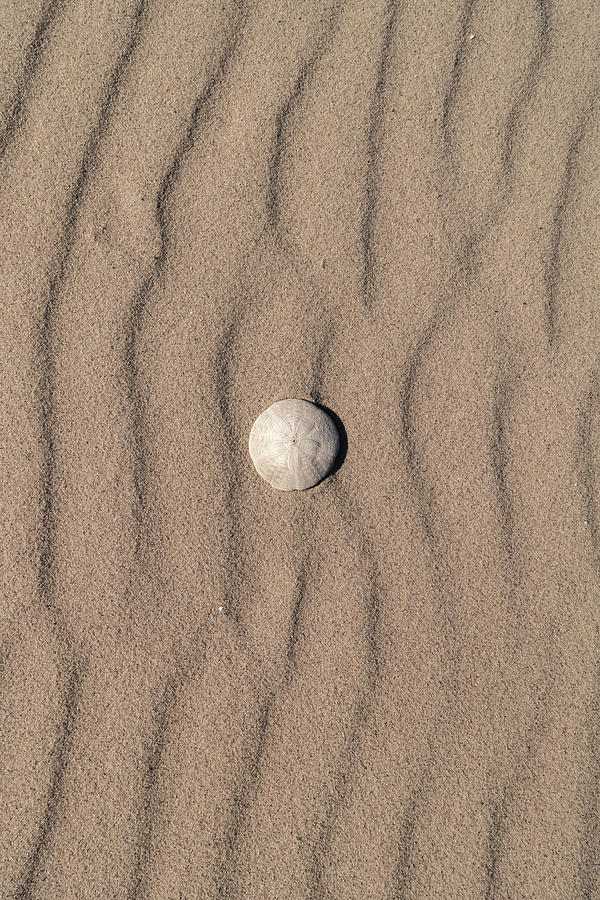 Sand Dollar Photograph by Mathieu Verville