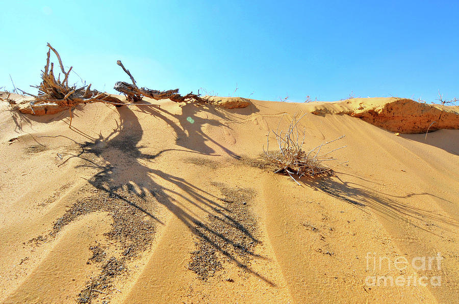 Sand Dune a2 Photograph by Ezra Zahor