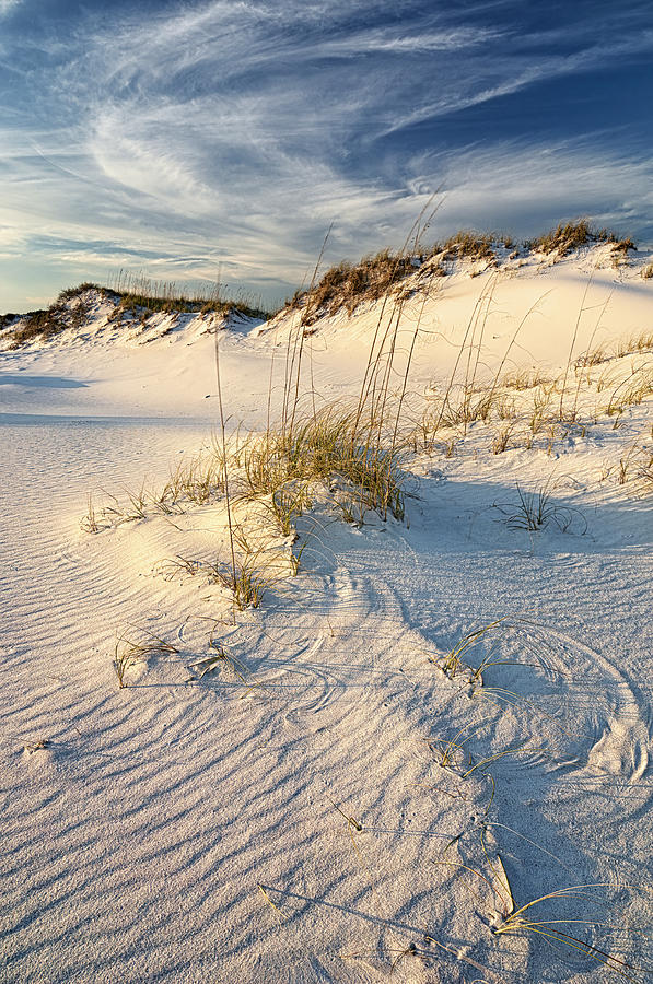 Sand Dune And Sea Oats Photograph By Bill Chambers