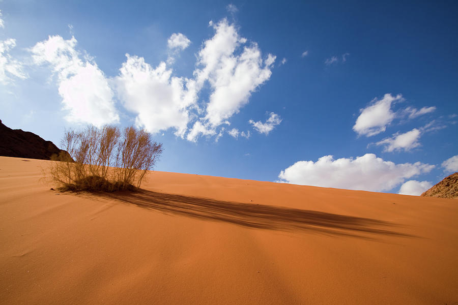 Sand Dune Bush Photograph by Universal Stopping Point Photography