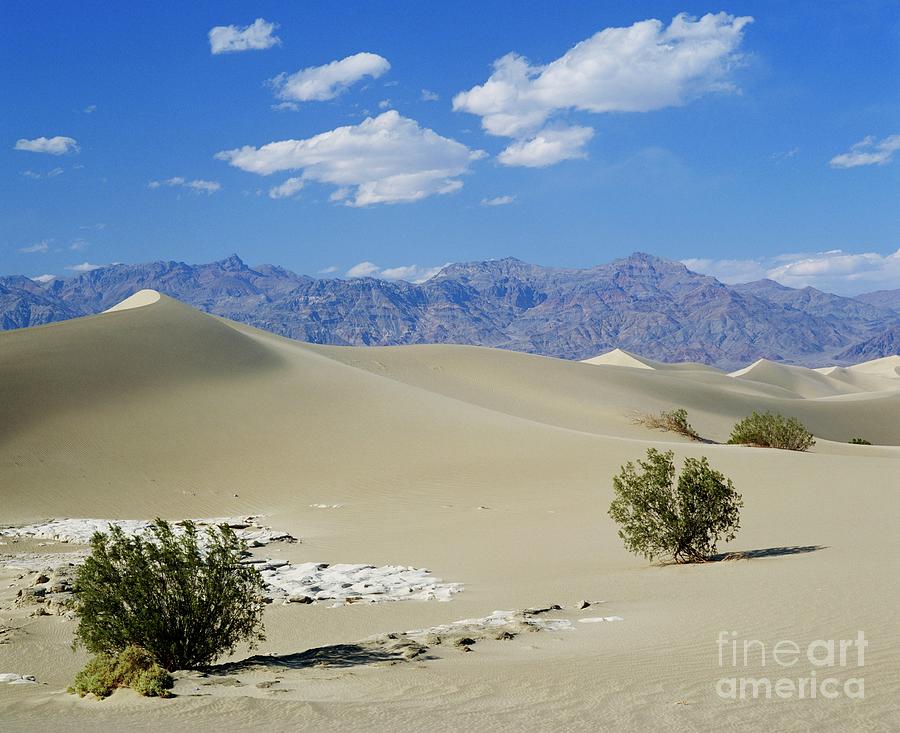 Sand Dunes & Scrub Photograph by John Mead/science Photo Library