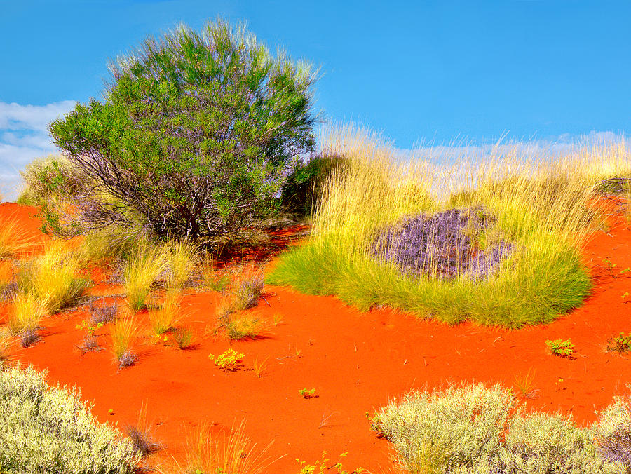 Sand Dunes #4 of the Red Centre - Australia Photograph by Lexa Harpell