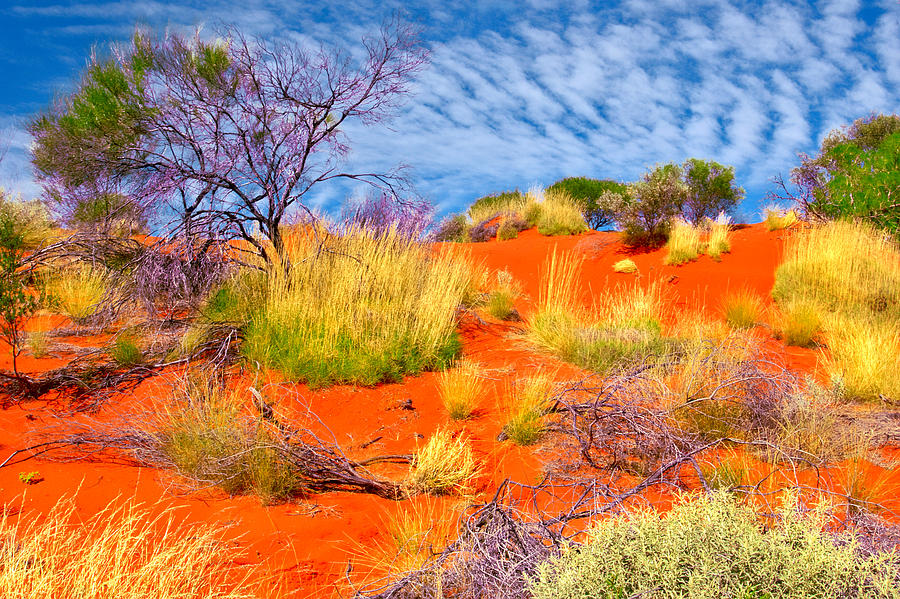 Sand Dunes #6 Of The Red Centre - Australia Photograph by Lexa Harpell
