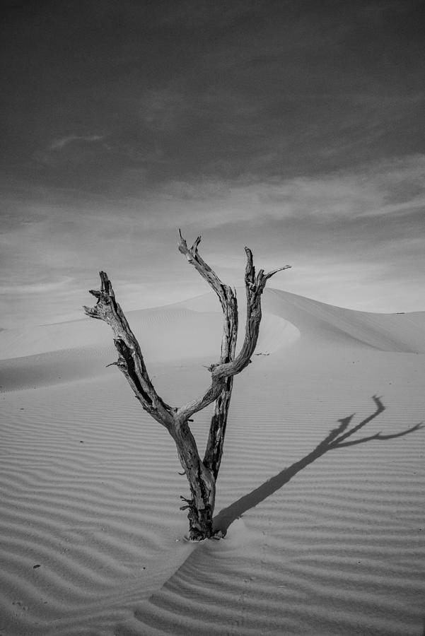 Nature Photograph - Sand Dunes And Dry Tree In The Jalapao by Cavan Images