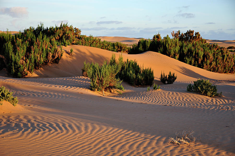 Sand Dunes, Western Sahara, Morocco Photograph by Rachel Carbonell