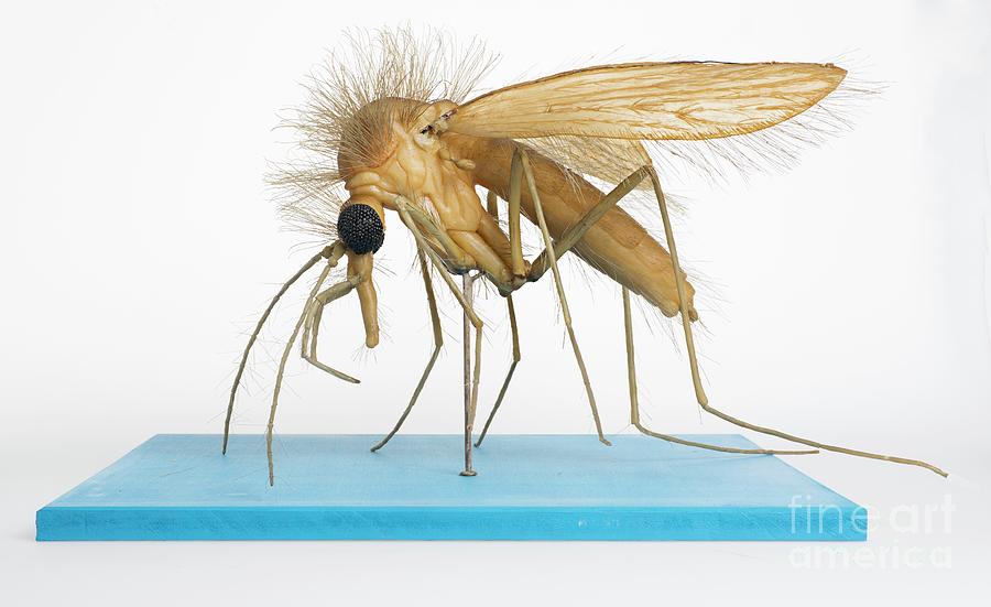 Wildlife Photograph - Sand Fly Wax Model by Natural History Museum, London/science Photo Library