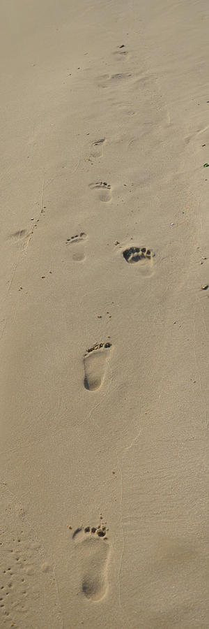Sand Footprints Photograph by Maggy Marsh