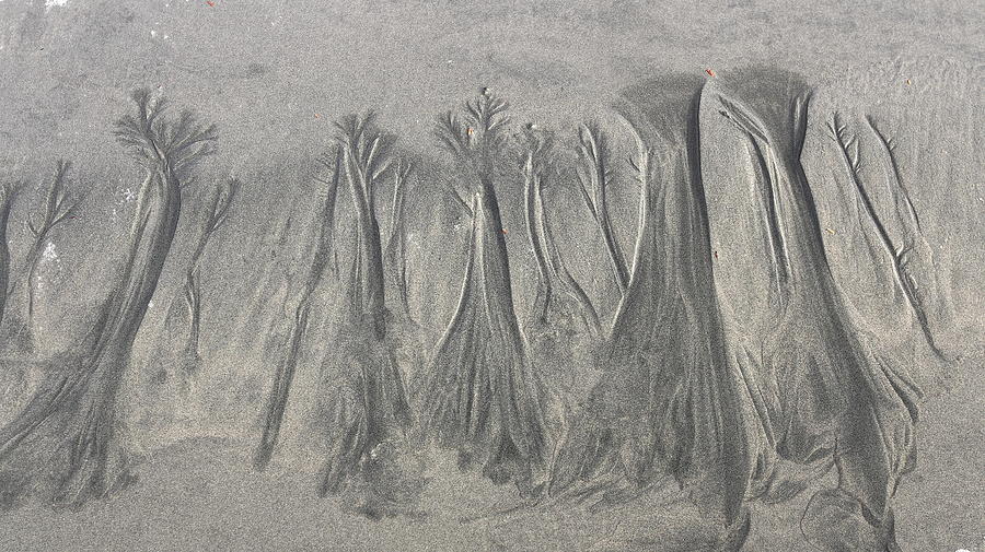 Beach Photograph - Sand Forest by Ugur Erkmen Beach Photograph - Sand Forest by Ugur Erkmen