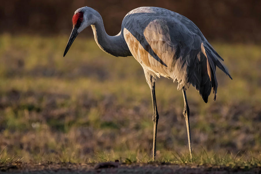 Sand Hill Crane#4 Photograph By Steven Ware - Fine Art America