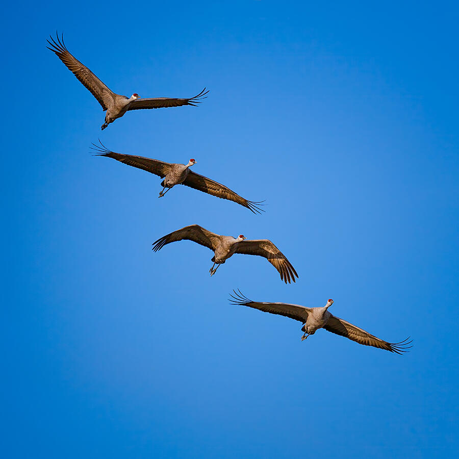 Bird Photograph - Sand Hill Cranes by Benton Murphy