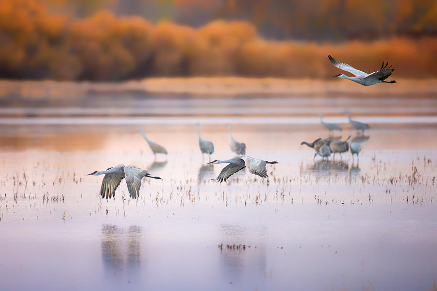 Sand Hill Cranes, Morning Reflecting Photograph by Siyu And Wei Photography