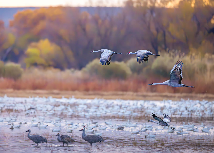 Sand Hill Cranes Morning Photograph by Siyu And Wei Photography