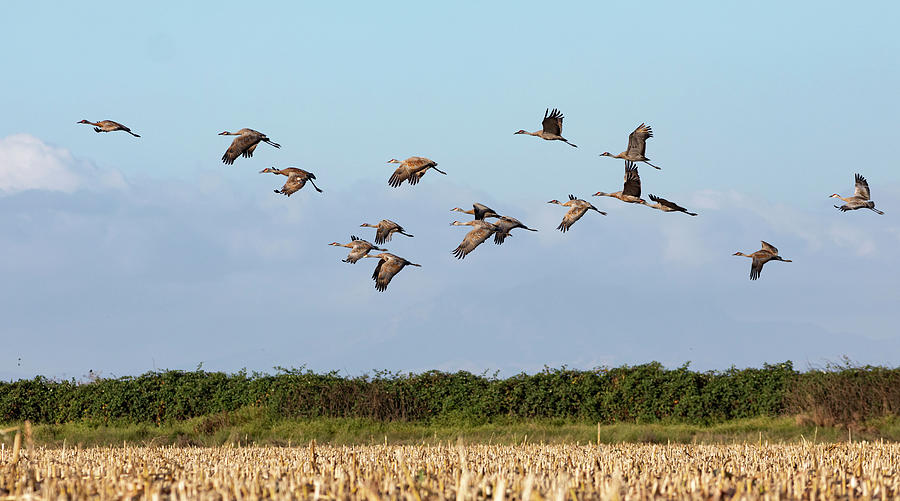 Sand Hill Cranes Over a Field Photograph by Lisa Malecki