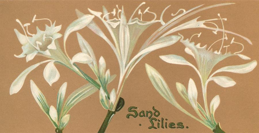 Sand Lilies Painting by Lilias Trotter