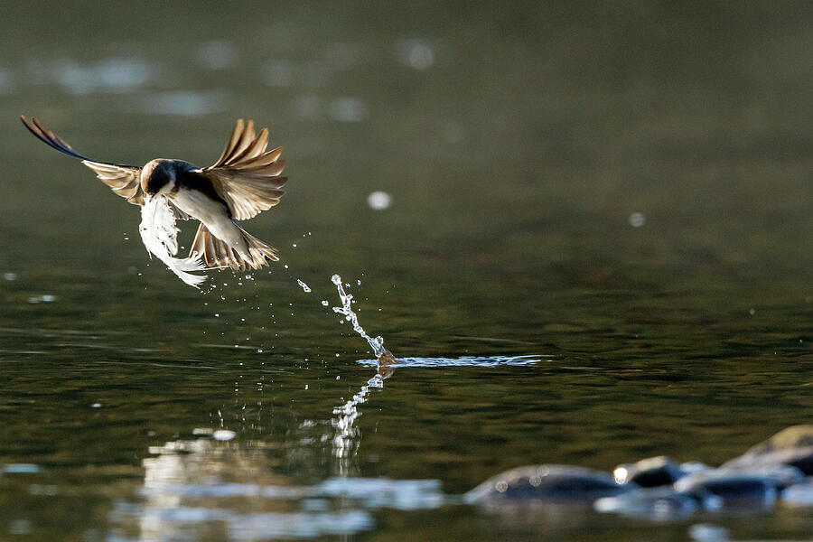 Sand Martin Taking Swan Feather From Surface Of River Wy To Photograph by John Waters / Naturepl.com Sand Martin Taking Swan Feather From Surface Of River Wy To Photograph by John Waters / Naturepl.com