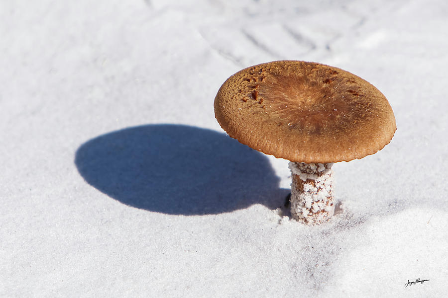 Sand Mushroom Photograph by Jurgen Lorenzen