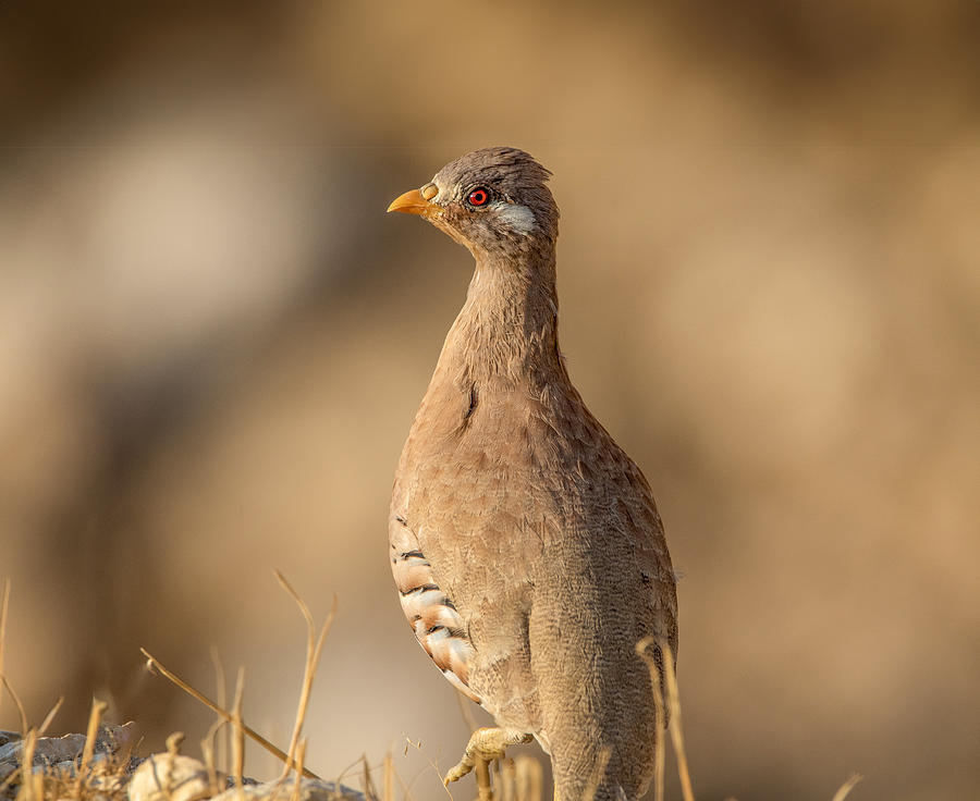 Sand Partridge Photograph by Abed Abedaljalil