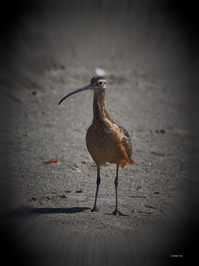 Sand Piper Adult Photograph by Richard Thomas
