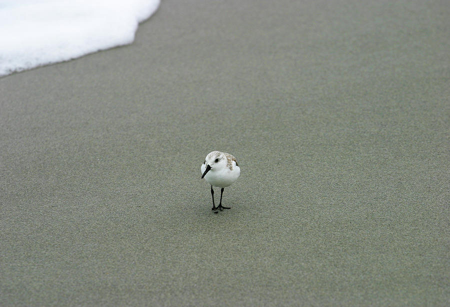 Sand Piper Photograph by Anthony Jones