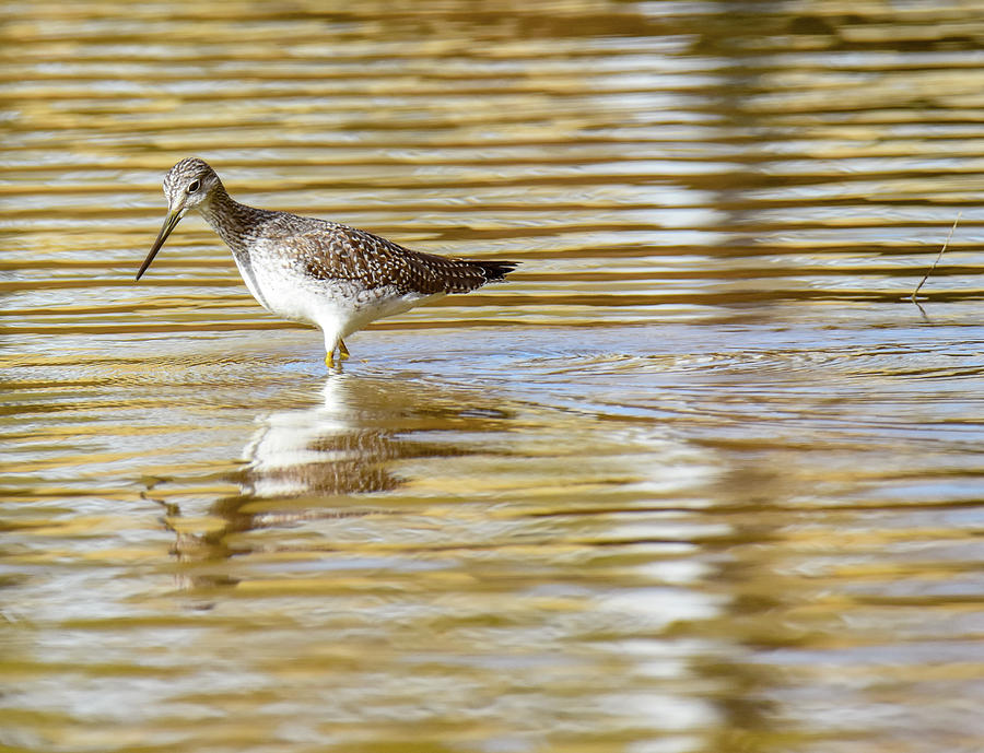 Sand Piper Photograph by Michelle Wittensoldner