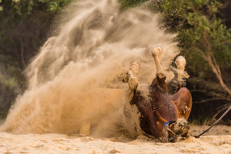 Horse Photograph - Sand Roll by Sharon Lee Chapman