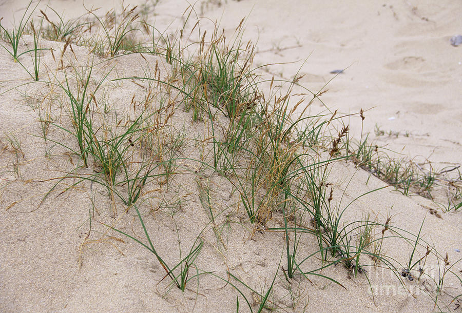 Sand Sedge Photograph by Annie Haycock/science Photo Library - Fine Art ...