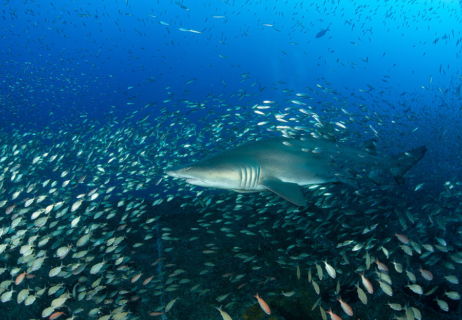 Sand Tiger Shark And Fish Photograph by Ryan Y Lin