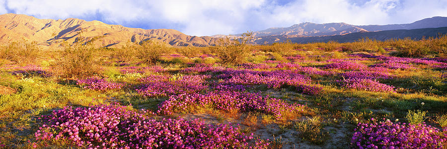 Horizontal Photograph - Sand Verbena Blooming On Valley Floor by Panoramic Images Horizontal Photograph - Sand Verbena Blooming On Valley Floor by Panoramic Images