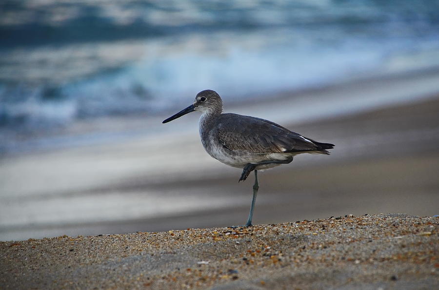 Sandpiper by the shore by Jordan Paw Sandpiper by the shore by Jordan Paw