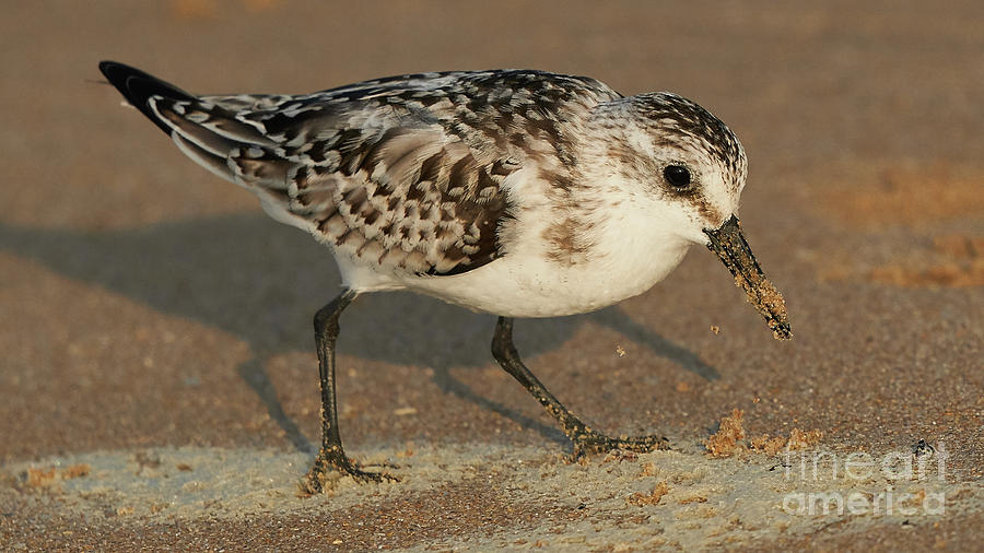 Sanderling Calidris alba Looking for Food in the Sand Photograph by Pablo Avanzini
