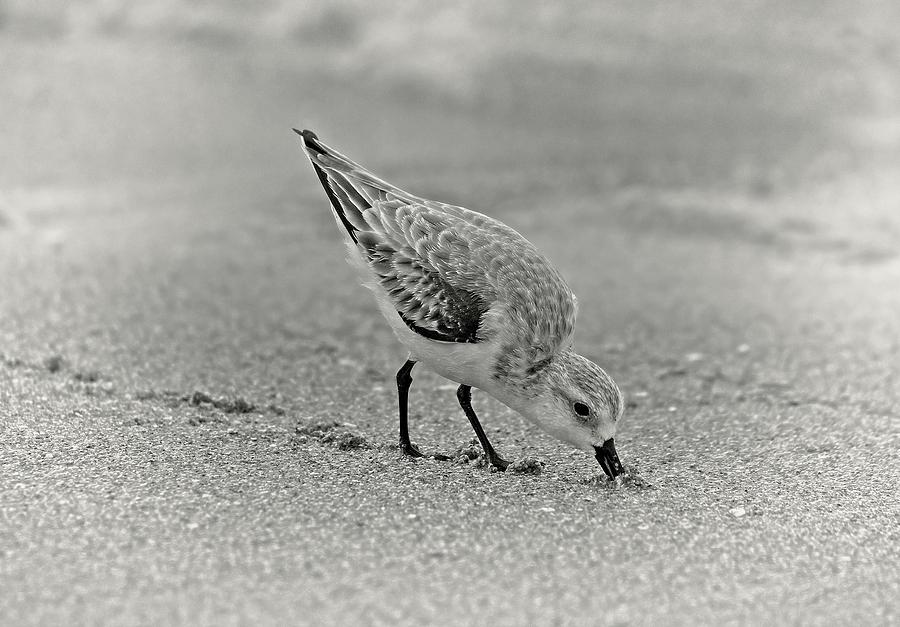 Sanderling Foraging For Food Photograph by Steve DaPonte
