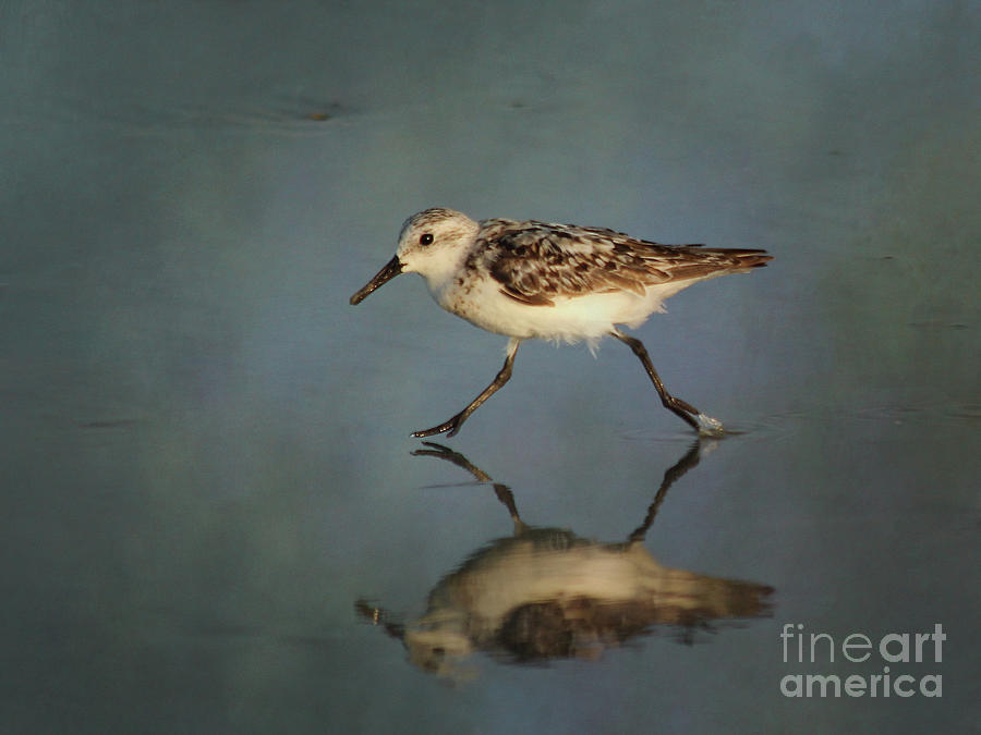 Sanderling Reflection Photograph by Michelle Tinger