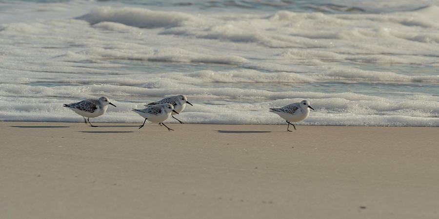 Sanderlings At Assateague Island National Seashore I 1x2 Photograph