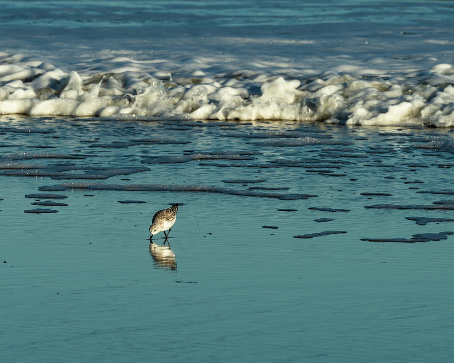 Sandpiper Photograph - Sanderlings at Assateague Island National Seashore II by William Dickman